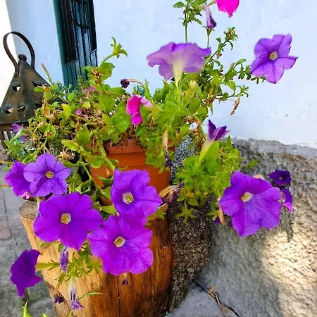 Appartamento Casa Tilia - A 20' Da Urbino *